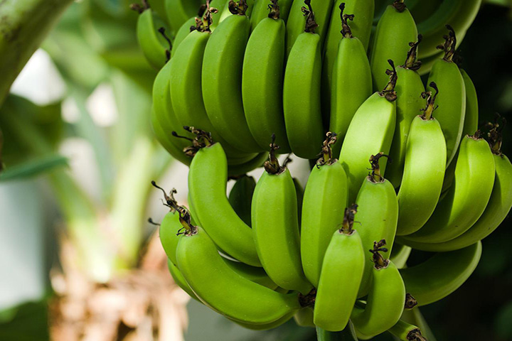 Impuesto Al Banano En Costa Rica
