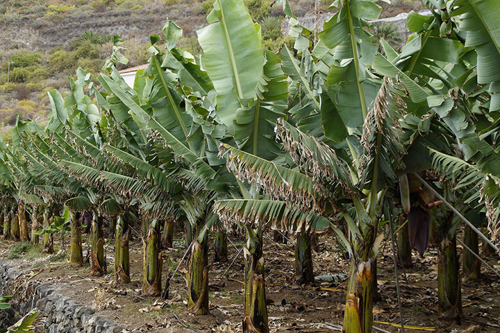 Plantas Empacadoras De Banano En Costa Rica